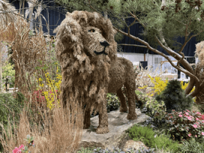 own a life size Lion topiary without having to visit a zoo or Africa